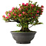 Rhododendron indicum Korin, 50 cm, ± 30 jaar oud