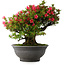 Rhododendron indicum Korin, 50 cm, ± 30 jaar oud