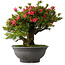 Rhododendron indicum Korin, 50 cm, ± 30 jaar oud