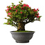 Rhododendron indicum Korin, 50 cm, ± 30 years old