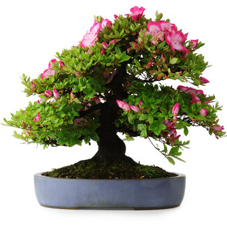 Rhododendron indicum Shinyo-No-Tsuki, 46,5 cm, ± 30 jaar oud