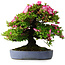 Rhododendron indicum Shinyo-No-Tsuki, 46,5 cm, ± 30 jaar oud