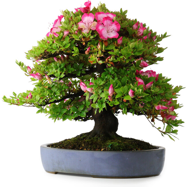 Rhododendron indicum Shinyo-No-Tsuki, 46,5 cm, ± 30 years old