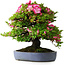 Rhododendron indicum Shinyo-No-Tsuki, 46,5 cm, ± 30 anni