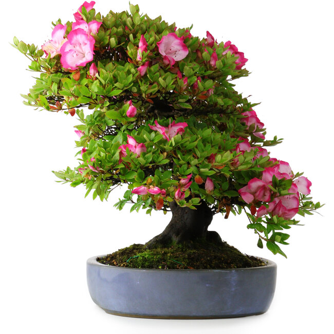 Rhododendron indicum Shinyo-No-Tsuki, 46,5 cm, ± 30 years old