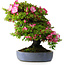 Rhododendron indicum Shinyo-No-Tsuki, 46,5 cm, ± 30 jaar oud