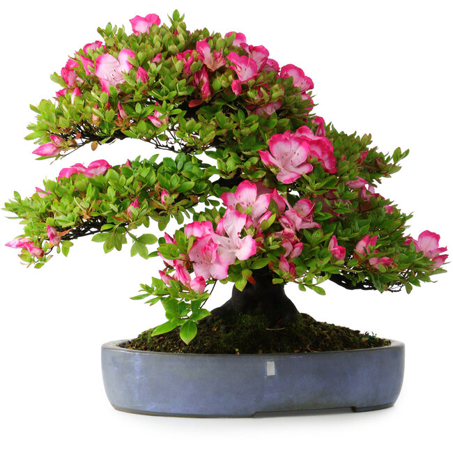 Rhododendron indicum Shinyo-No-Tsuki, 46,5 cm, ± 30 years old