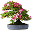 Rhododendron indicum Shinyo-No-Tsuki, 46,5 cm, ± 30 jaar oud