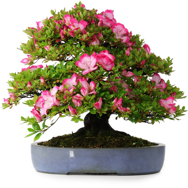 Rhododendron indicum Shinyo-No-Tsuki, 46,5 cm, ± 30 years old