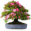 Rhododendron indicum Shinyo-No-Tsuki, 46,5 cm, ± 30 jaar oud