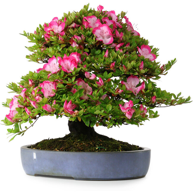 Rhododendron indicum Shinyo-No-Tsuki, 46,5 cm, ± 30 years old