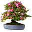 Rhododendron indicum Shinyo-No-Tsuki, 46,5 cm, ± 30 jaar oud