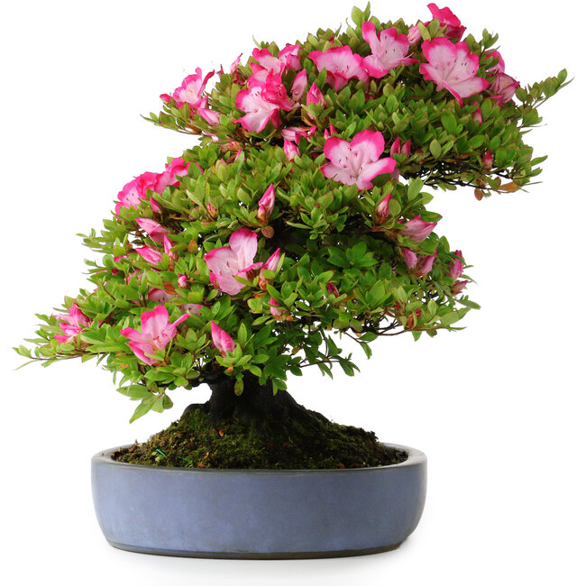 Rhododendron indicum Shinyo-No-Tsuki, 46,5 cm, ± 30 years old