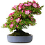 Rhododendron indicum Shinyo-No-Tsuki, 46,5 cm, ± 30 jaar oud