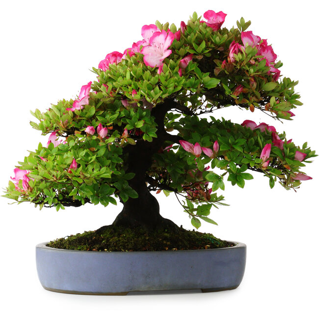 Rhododendron indicum Shinyo-No-Tsuki, 46,5 cm, ± 30 years old