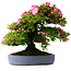 Rhododendron indicum Shinyo-No-Tsuki, 46,5 cm, ± 30 jaar oud