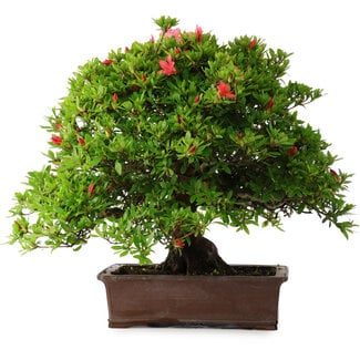 Rhododendron indicum Nissho-No-Hikari, 45,5 cm, ± 30 Jahre alt