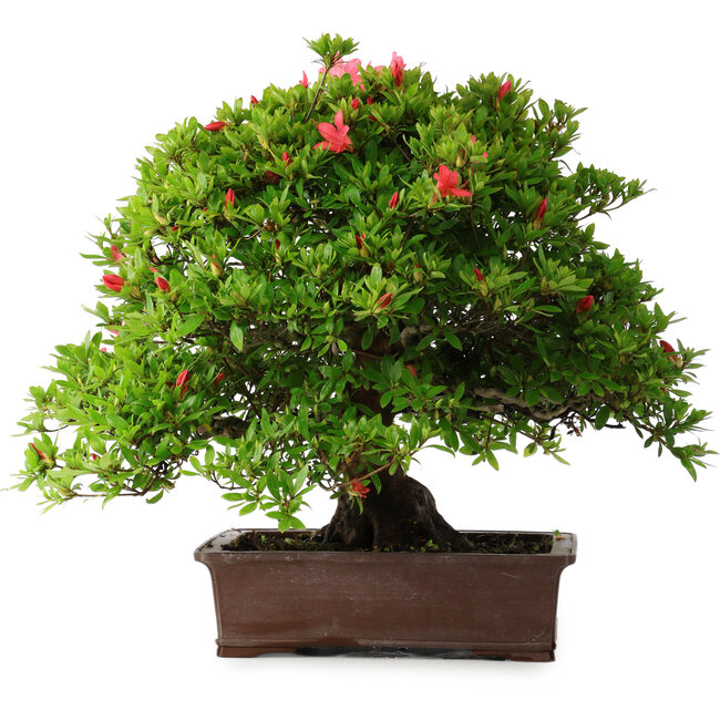 Rhododendron indicum Nissho-No-Hikari, 45,5 cm, ± 30 Jahre alt