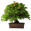 Rhododendron indicum Nissho-No-Hikari, 45,5 cm, ± 30 Jahre alt