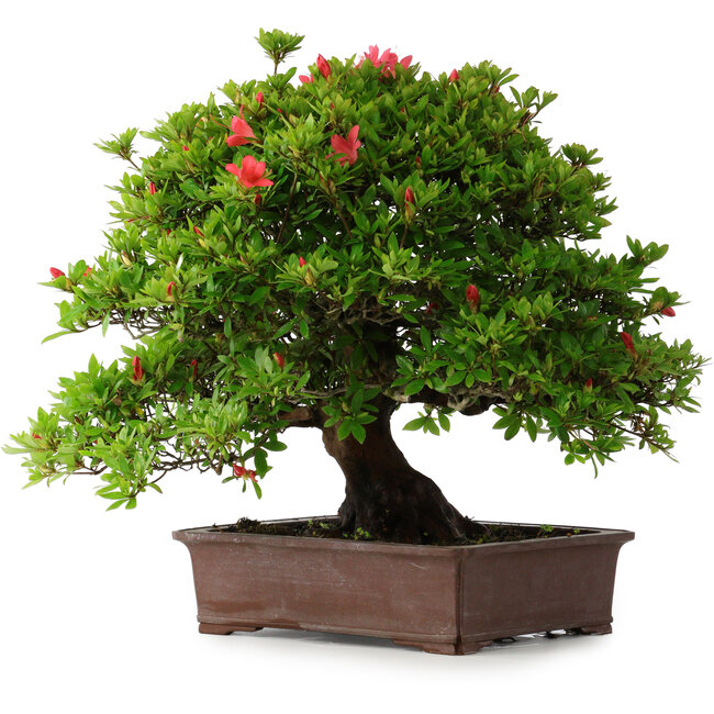 Rhododendron indicum Nissho-No-Hikari, 45,5 cm, ± 30 ans