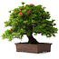 Rhododendron indicum Nissho-No-Hikari, 45,5 cm, ± 30 Jahre alt