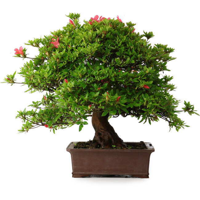 Rhododendron indicum Nissho-No-Hikari, 45,5 cm, ± 30 ans