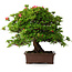 Rhododendron indicum Nissho-No-Hikari, 45,5 cm, ± 30 Jahre alt