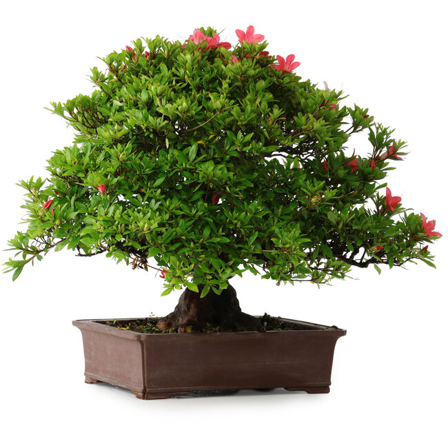 Rhododendron indicum Nissho-No-Hikari, 45,5 cm, ± 30 ans