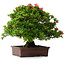 Rhododendron indicum Nissho-No-Hikari, 45,5 cm, ± 30 Jahre alt