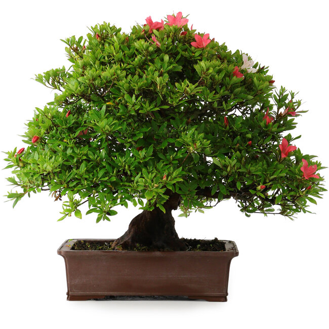 Rhododendron indicum Nissho-No-Hikari, 45,5 cm, ± 30 Jahre alt