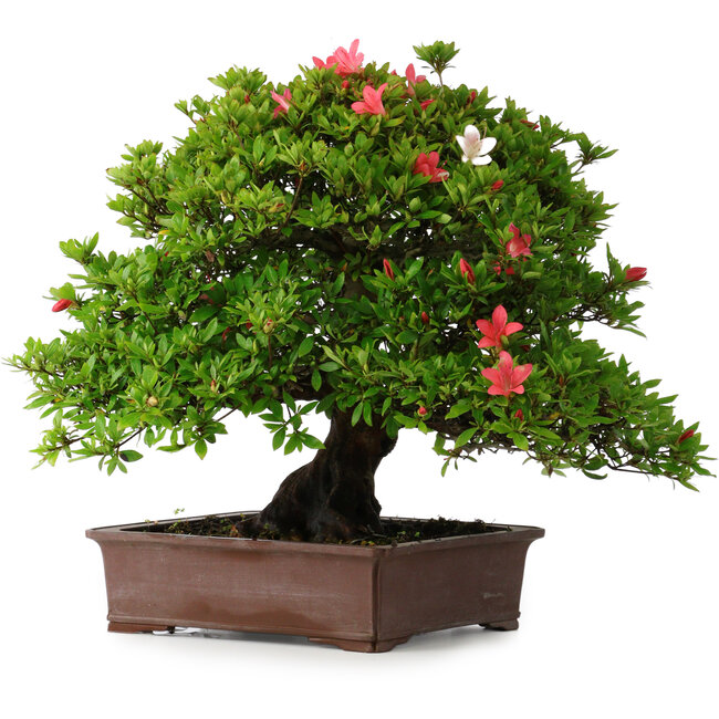 Rhododendron indicum Nissho-No-Hikari, 45,5 cm, ± 30 Jahre alt