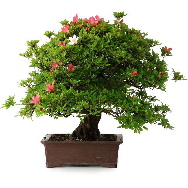 Rhododendron indicum Nissho-No-Hikari, 45,5 cm, ± 30 years old
