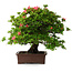 Rhododendron indicum Nissho-No-Hikari, 45,5 cm, ± 30 Jahre alt
