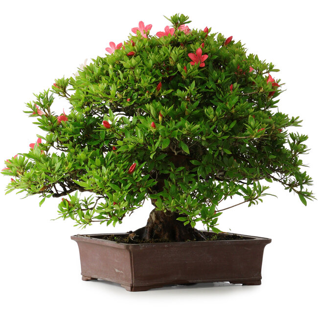 Rhododendron indicum Nissho-No-Hikari, 45,5 cm, ± 30 ans