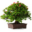 Rhododendron indicum Nissho-No-Hikari, 45,5 cm, ± 30 anni