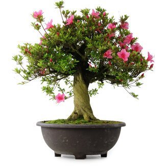 Rhododendron indicum Osakazuki, 55,5 cm, ± 30 jaar oud