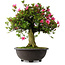 Rhododendron indicum Osakazuki, 55,5 cm, ± 30 jaar oud
