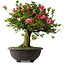 Rhododendron indicum Osakazuki, 55,5 cm, ± 30 jaar oud