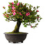 Rhododendron indicum Osakazuki, 55,5 cm, ± 30 jaar oud