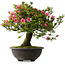 Rhododendron indicum Osakazuki, 55,5 cm, ± 30 jaar oud