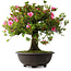 Rhododendron indicum Osakazuki, 55,5 cm, ± 30 jaar oud