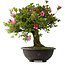 Rhododendron indicum Osakazuki, 55,5 cm, ± 30 jaar oud