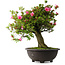 Rhododendron indicum Osakazuki, 55,5 cm, ± 30 jaar oud