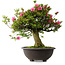 Rhododendron indicum Osakazuki, 55,5 cm, ± 30 jaar oud