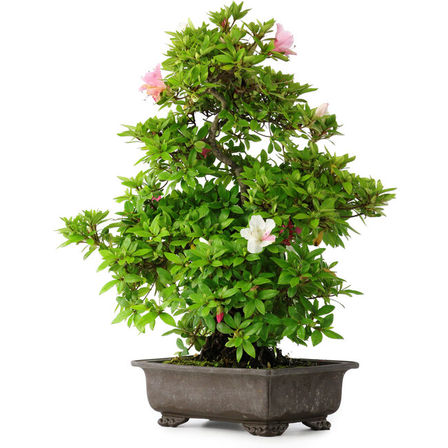 Rhododendron indicum Chito-Sehishiki, 58 cm, ± 20 years old