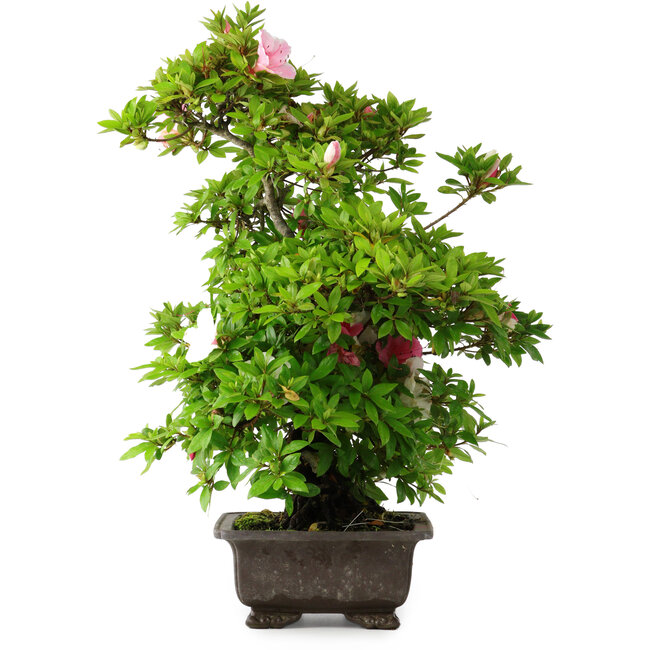 Rhododendron indicum Chito-Sehishiki, 58 cm, ± 20 years old