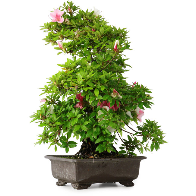 Rhododendron indicum Chito-Sehishiki, 58 cm, ± 20 ans