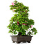 Rhododendron indicum Chito-Sehishiki, 58 cm, ± 20 ans