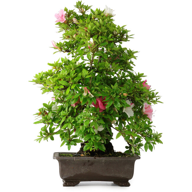 Rhododendron indicum Chito-Sehishiki, 58 cm, ± 20 ans