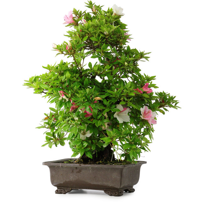 Rhododendron indicum Chito-Sehishiki, 58 cm, ± 20 ans